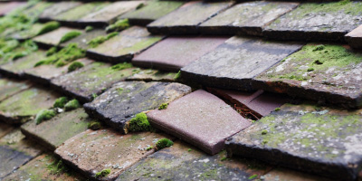 Mantles Green roof repair costs